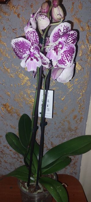 Продам орхидею  .