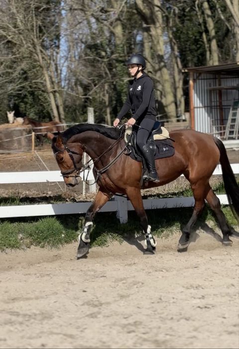 5 letnia klacz Coco NW ‼️