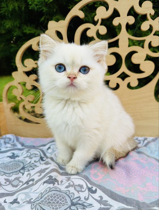 Синьоока шотландська красуня