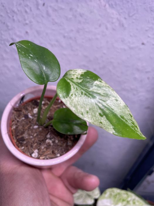 Monstra bulbasuar hit !!!