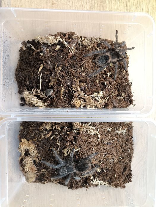 Parka Lasiodora parahybana 3,5-4DC