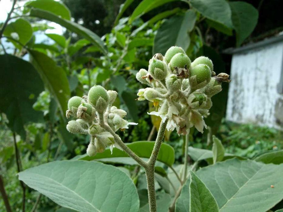 20 Sementes Tamarilho Anão - Solanum abutiloides