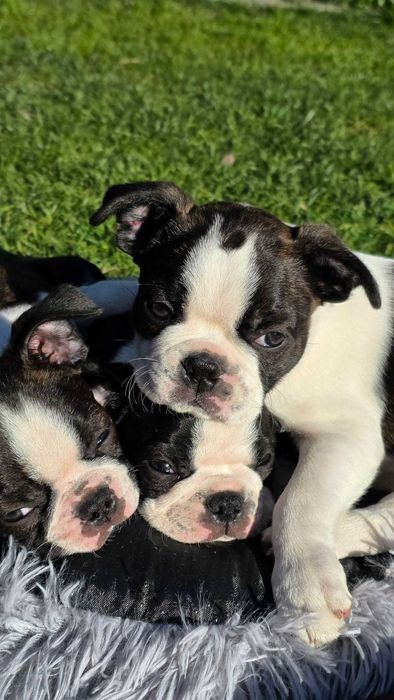 Boston terrier  zapowiedź miotu