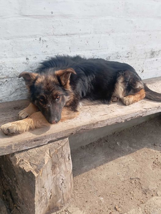 Цуценята німецької вівчарки