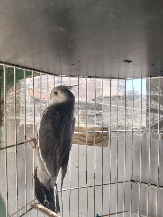 Vendo caturro e gaiola