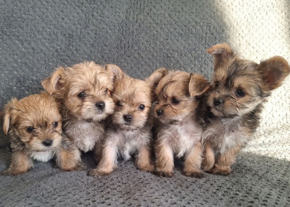 Yorkshire terrier