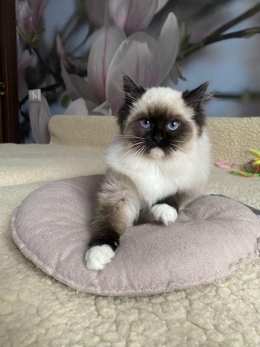 Породисті кошенята Регдол/Ragdoll