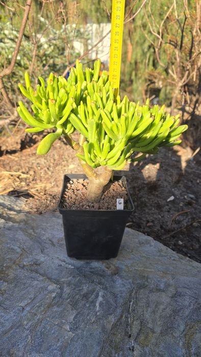 Grubosz Crassula Gollum Coral