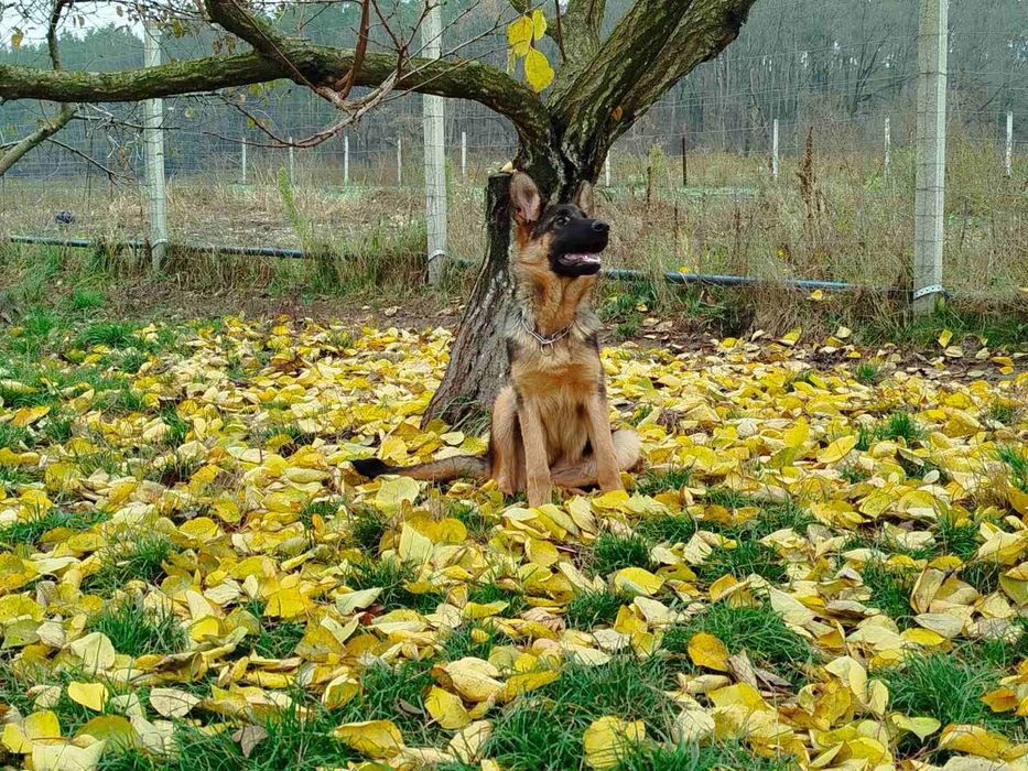 Німецька вівчарка Сука