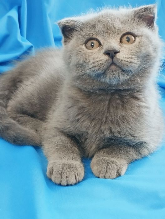 Шотландській скотіш фолд хлопчик