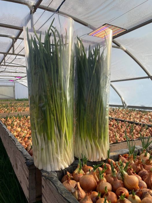 Продам лук перо (объем)