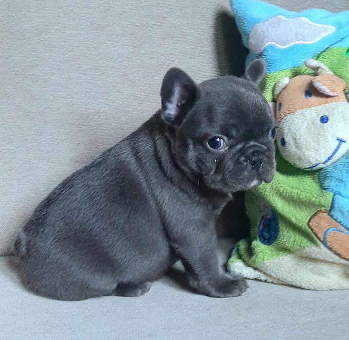 Buldog trancuski piesek