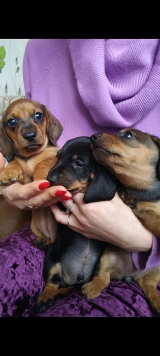 Щенки мини таксы черные