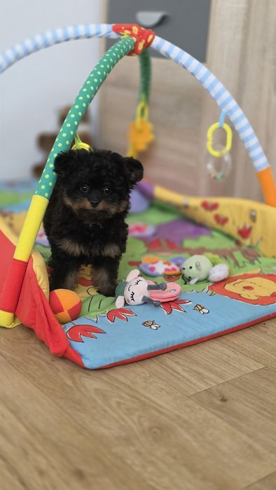 Cudowna malutką suczką POMAPOO