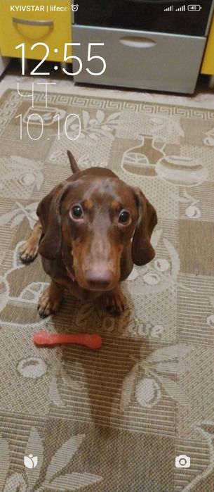 Шукаю для свого хлопчика такси Спайка дівчинку