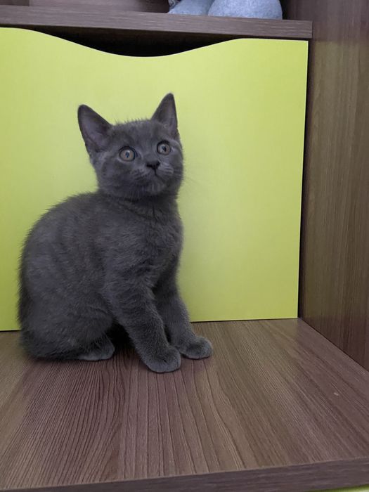 Британські кошенята