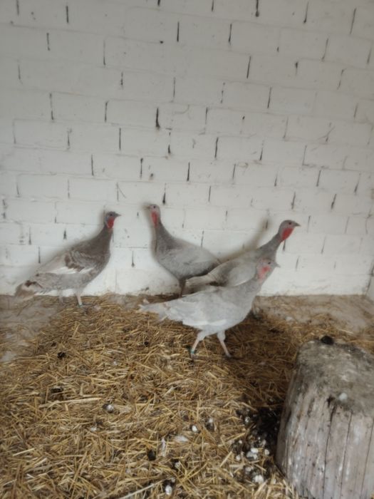 Indyki  lawendowe JAJA LEGOWE