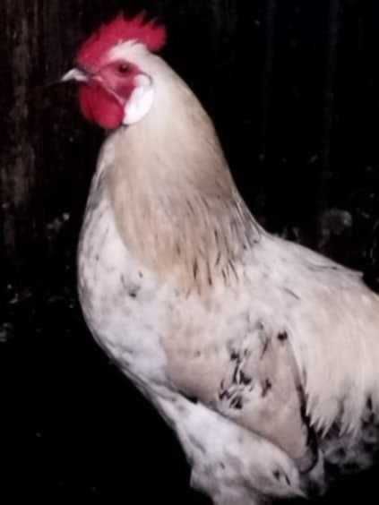 roczne koguty wiejskie ,kaczory sprzedam