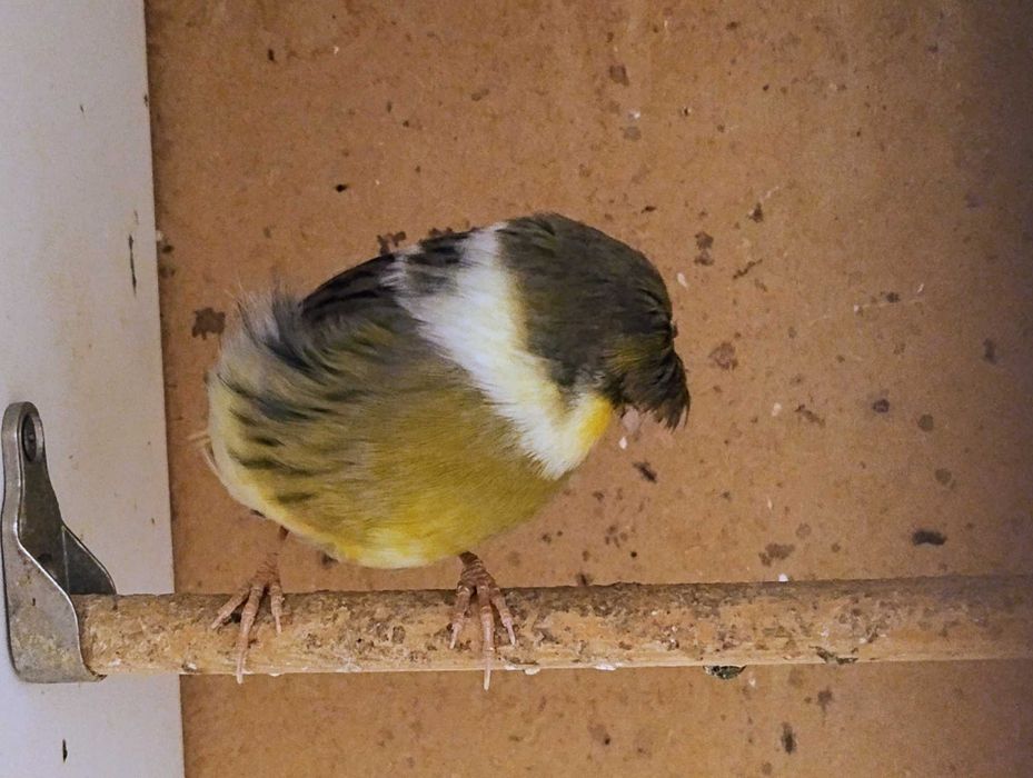 Kanarki rasy Gloster