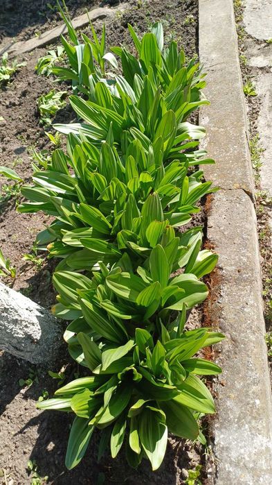 Пізньоцвіт колхікум безвременник