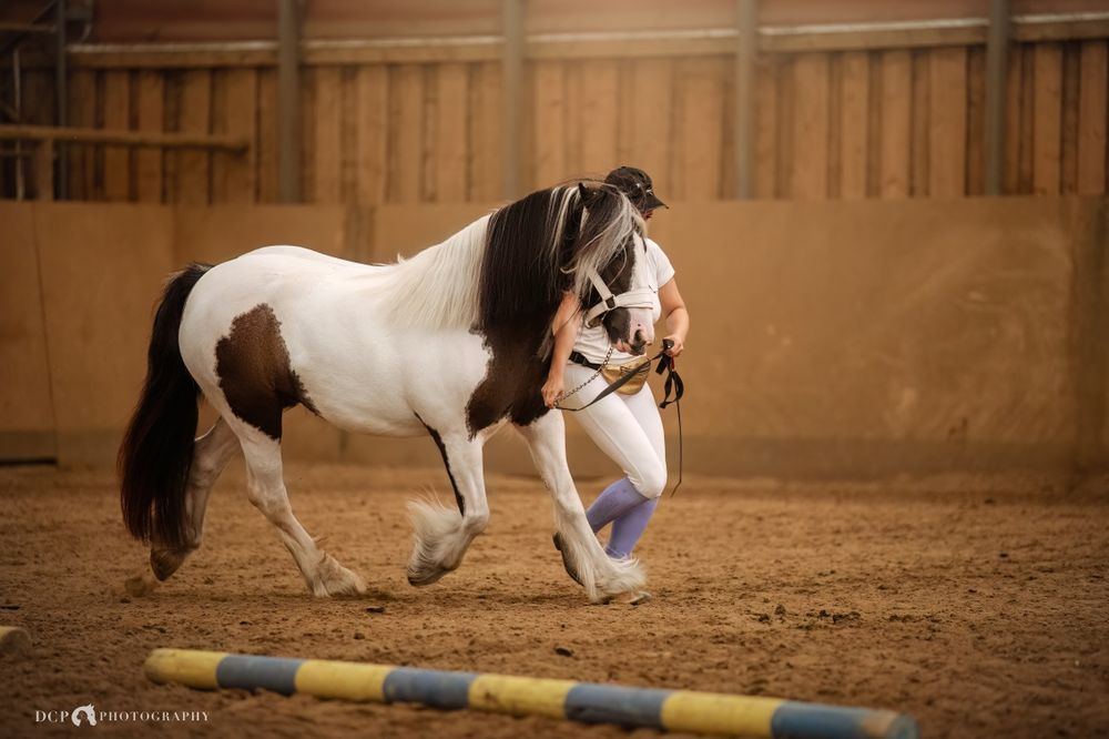PILNE Wszechstronny kuc cygański klacz tinker gypsy irish cob + FLEXINEB