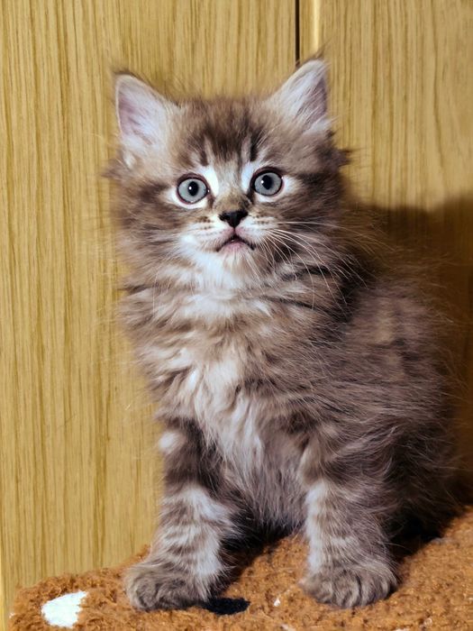 Ragdoll Cherubim Seal Lynx rodowód międzynarodowy