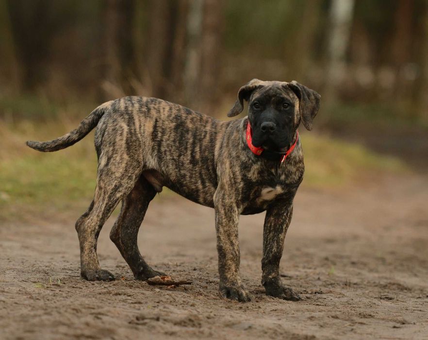 Presa/dogo canario/dog kanaryjski ZkwP FCI