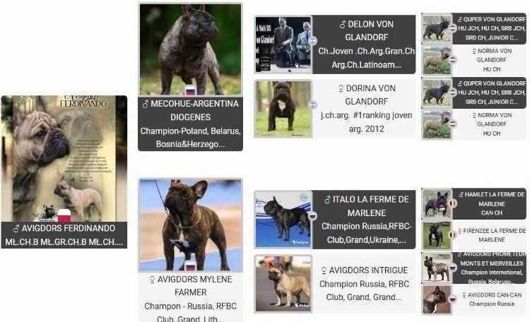 Buldog Francuski FCI ZkwP  Elitarne Pochodzenie