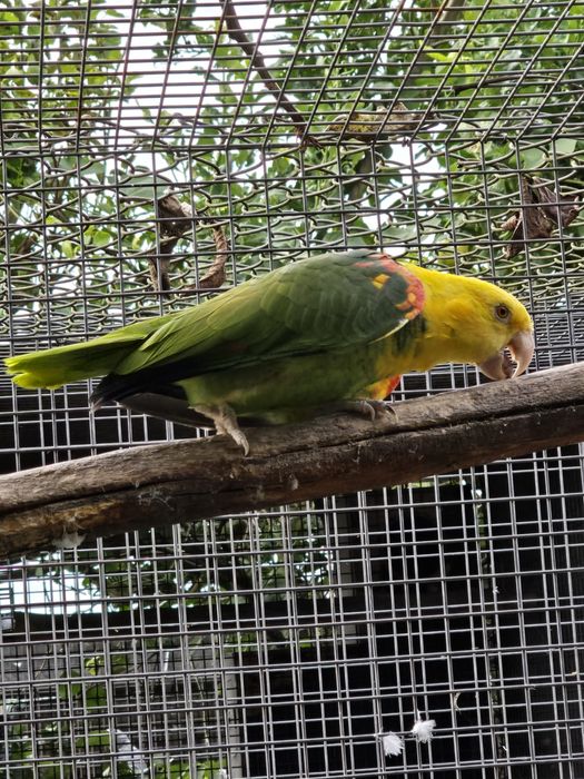 Amazona oratrix magna