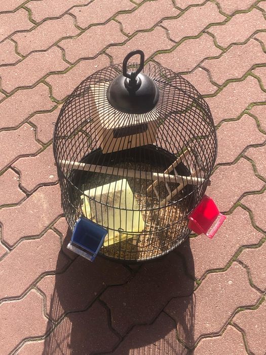 Papugi Nimfy (parka)