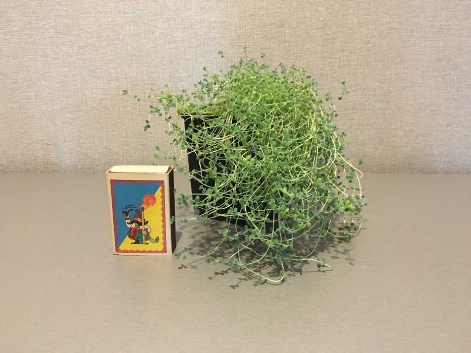 Очиток седум сукулент