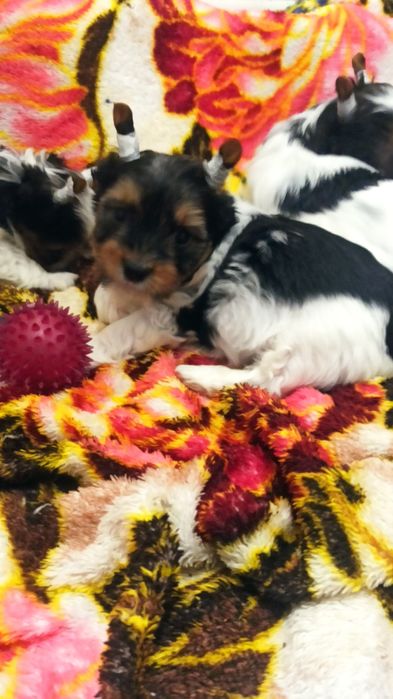 Бивер Йорк мальчик и девочка