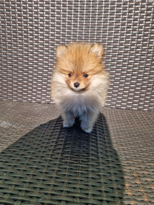 Szpic miniaturowy psy na sprzedaż szczeniaki z rodowodem OLX