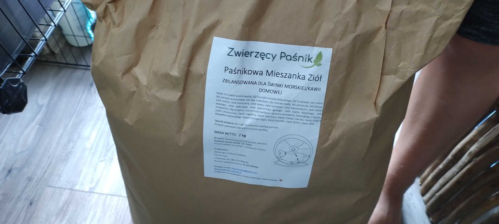 Świnki morskie oddam