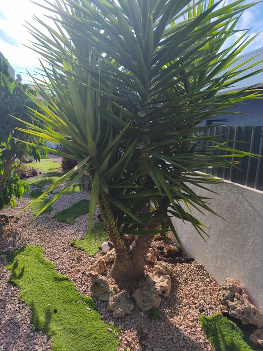 Plantas de Jardim Variadas