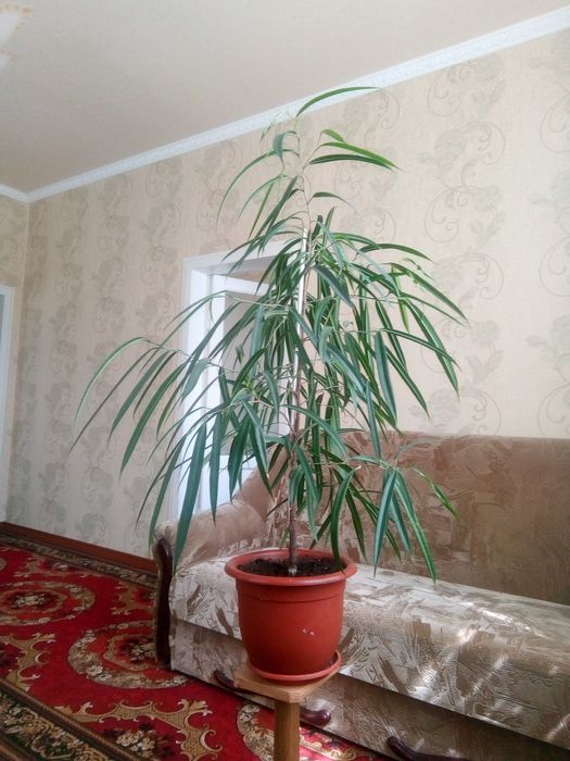 Комнатные растения "Фикус Бенжамина"