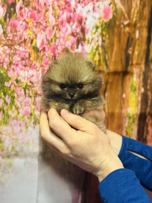 Супер-МІНІ хлопчик КСУ