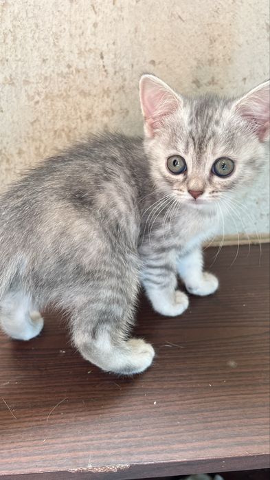 Британське кошеня(дівчинка)
