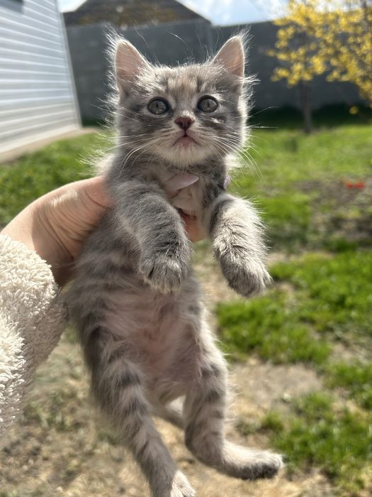 Кошенята в добрі руки