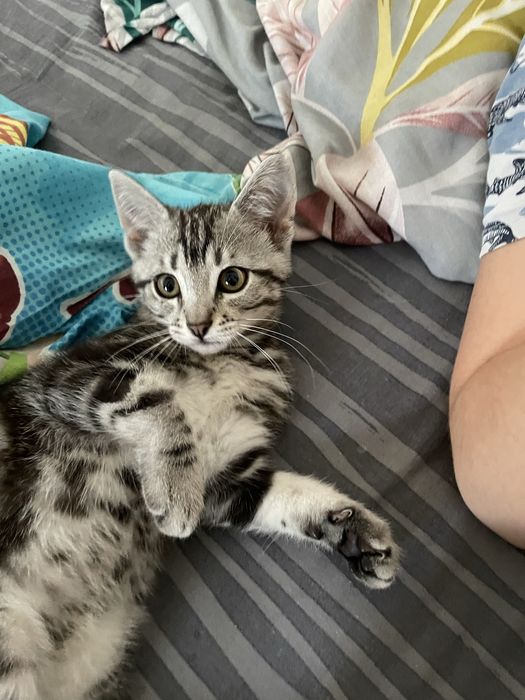 Котик шукає родину