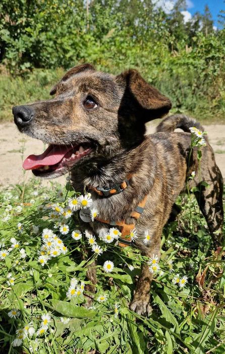 Cukierek mały piesek szuka domu