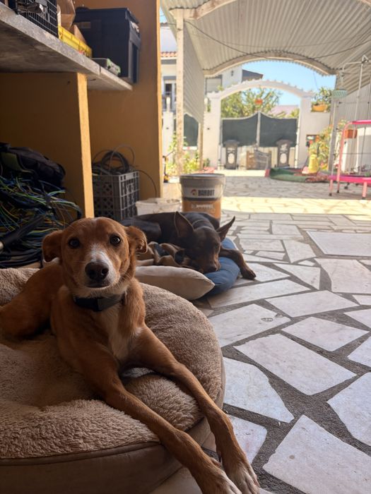 Pet-sitting & estadia familiar
