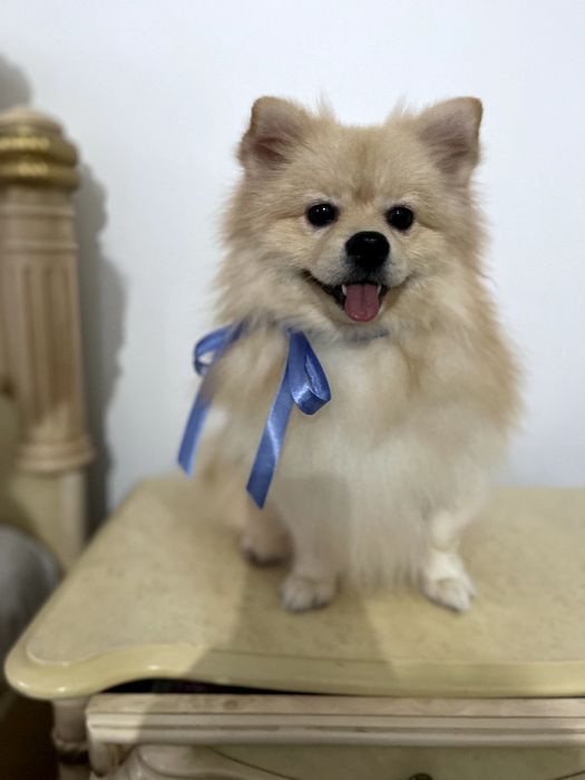 Померанські шпіци — Маленькі моделі для обіймів