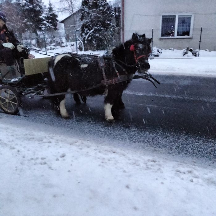 Sprzedam kobyłki kucyka z bryczką i puszorkami
