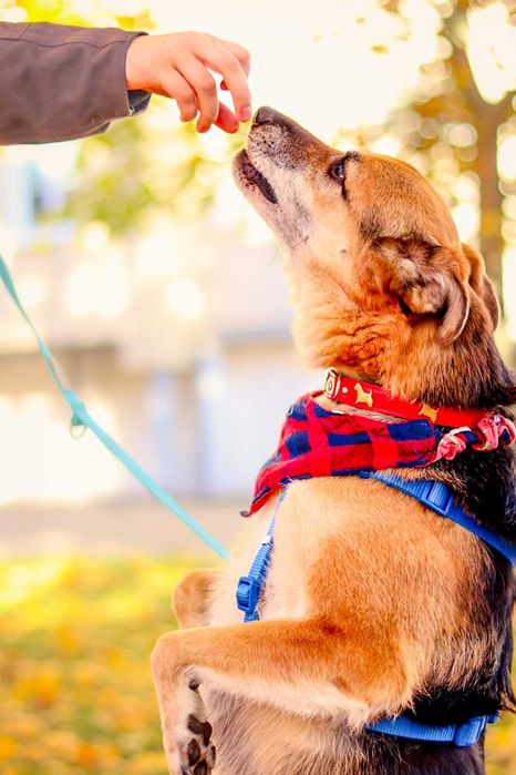 Pies do adopcji- samiec Baks