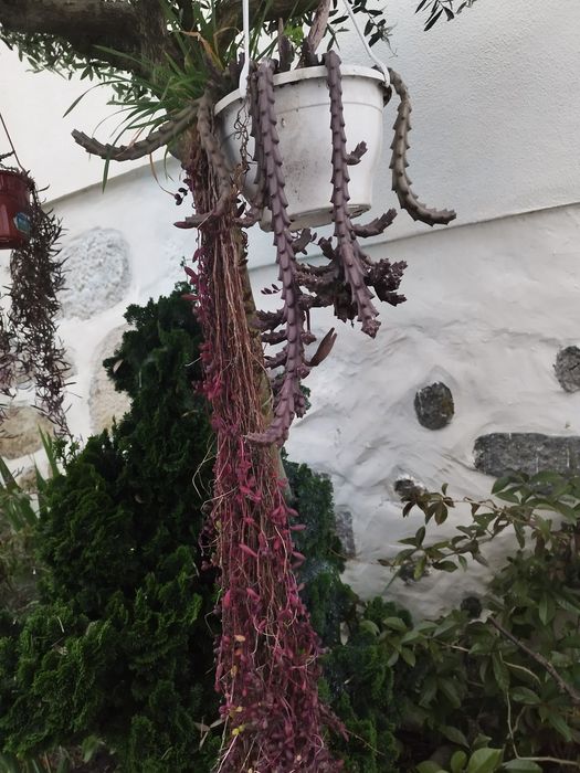 Planta em vasos de pendurar