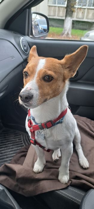 В'язка джек-рассел