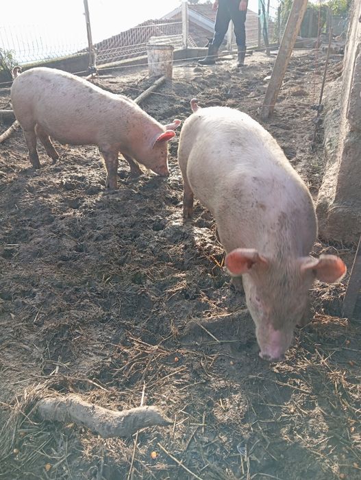 Porcos/leitões raça duroc