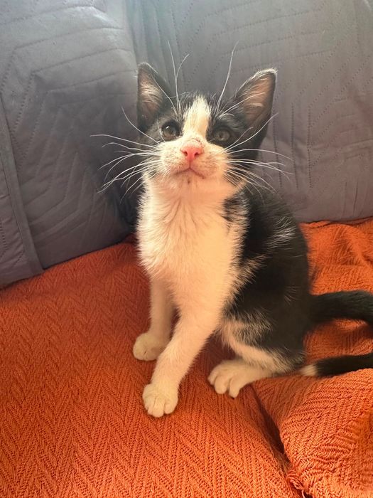 Gato com 3 meses para adoção