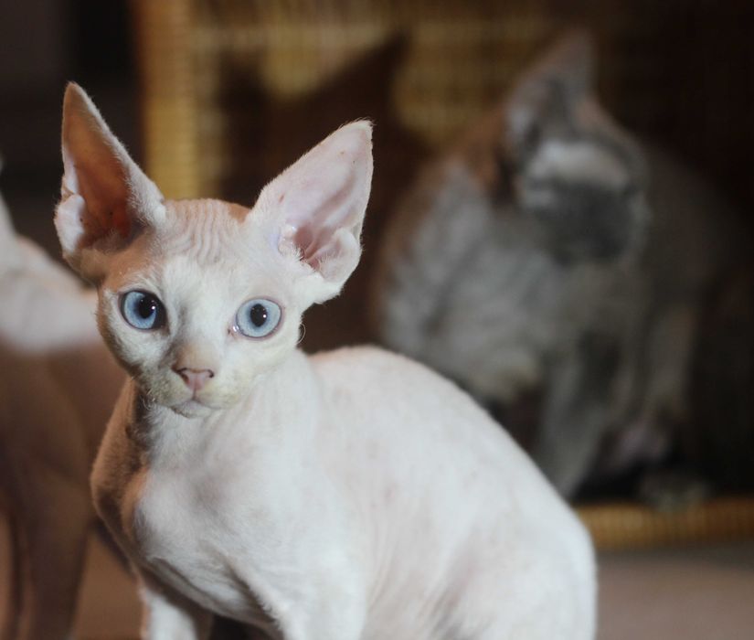 Ufo - arlekin Devon Rex po Championie